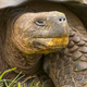 Image for article titled Vain Galápagos Tortoise Trying To Pass For 90